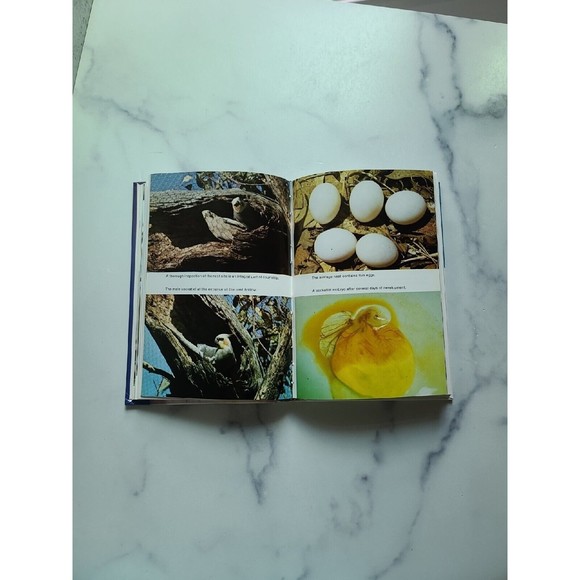 Cockatiel Handbook by Gerald R. Allen (1981, Hardcover) - Picture 8 of 10